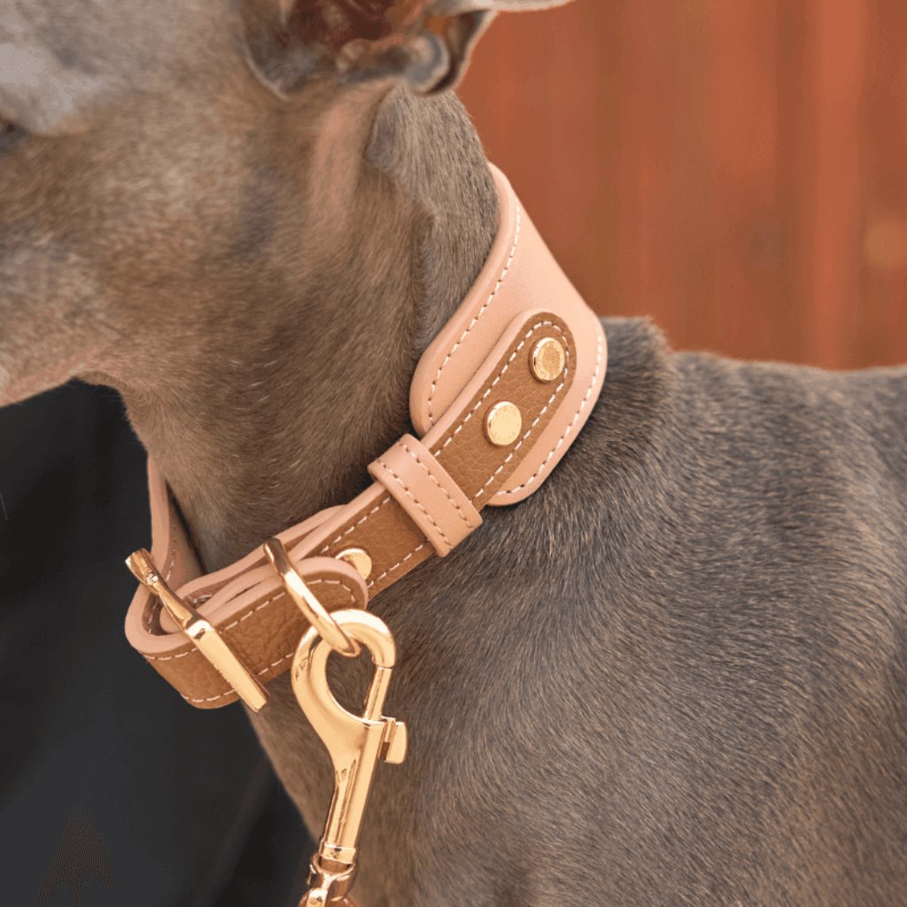 blushwood-leather-collar-2