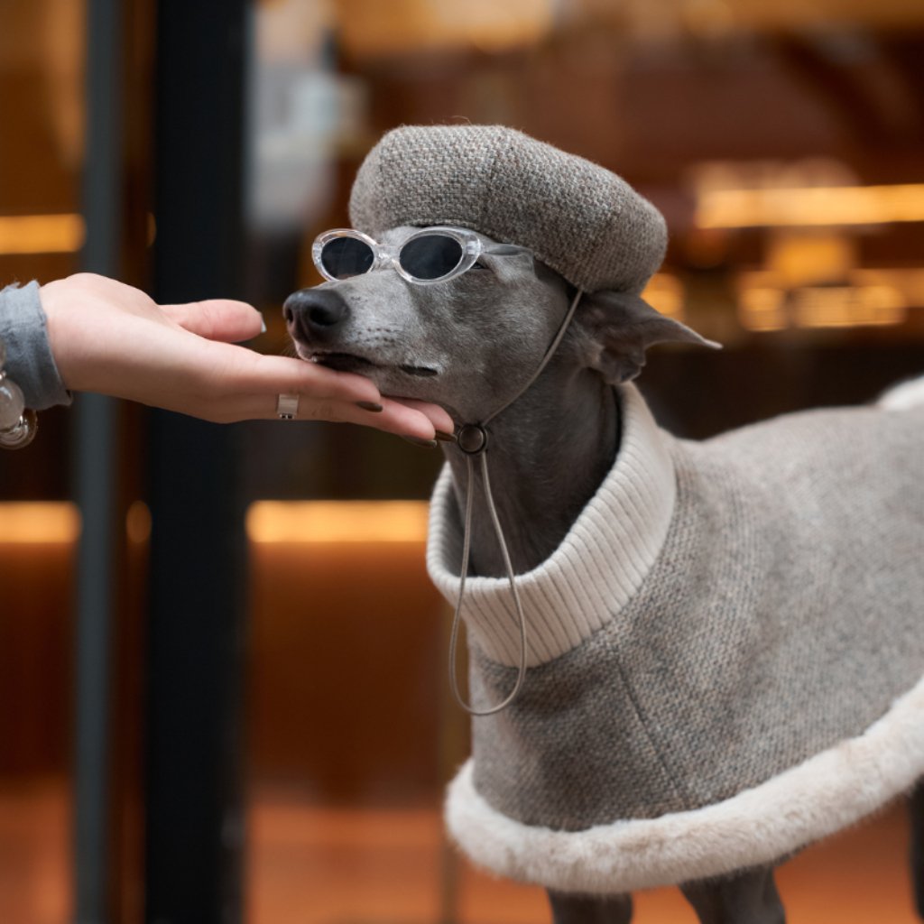 nimbus-dog-beret-2