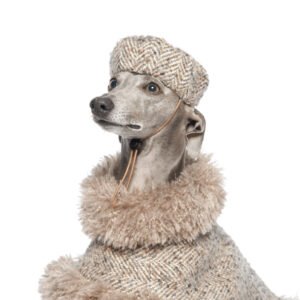 Sable Dog Beret